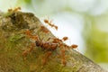 Ants in a tree carrying a death bug Royalty Free Stock Photo