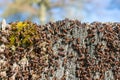 Ants on a tree stump Royalty Free Stock Photo