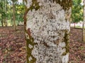 An Ants in tree with white bark in a forest