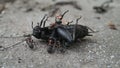 Ants trying to disintegrate a dead cricket