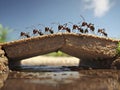 Ants unite. Building bridges with teamwork. Royalty Free Stock Photo