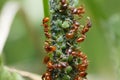 Ants use aphids and milk them for their sugary honeydew Royalty Free Stock Photo