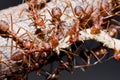 Ants and victim worm Royalty Free Stock Photo