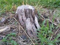 Ants view of a tree stump Royalty Free Stock Photo