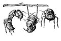 Ants, vintage illustration