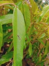 ants walk on green leaves