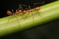 Ants walk on leaf.