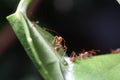 Ants walk on Leaf.