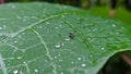 ants walk on the leaves