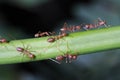 Ants walk on twigs.