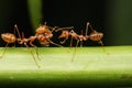 Ants walk on twigs.