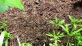 Ants walking around on a big anthill in the forest