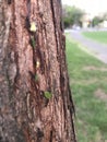 ants walking on the bark of a tree