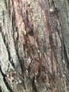 ants walking on the bark of a tree