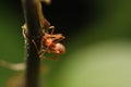 Ants walking on a branch.