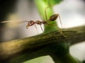Ants walking on branch tree