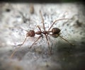 ants walking on ground