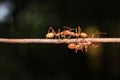 Ants walking on iron wire, blurry background, bokeh Royalty Free Stock Photo