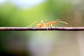 Ants walking on iron wire, blurry background, bokeh Royalty Free Stock Photo