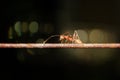 Ants walking on iron wire, blurry background, bokeh Royalty Free Stock Photo