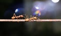 Ants walking on iron wire, blurry background, bokeh Royalty Free Stock Photo