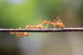 Ants walking on iron wire, blurry background, bokeh Royalty Free Stock Photo