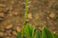 Ants walking on a leaf stalk