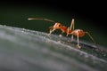 Ants walking on leaf