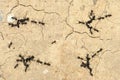 Ants war Royalty Free Stock Photo