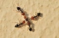 Ants war Royalty Free Stock Photo