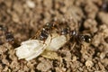 Ants with a wasp larva Royalty Free Stock Photo