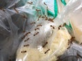 The ants on waste and Plastic bag