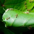 Ants weaving their nest
