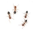 Ants on a white background