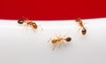 The ants on white glass, macro ants Royalty Free Stock Photo