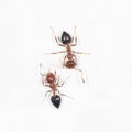 Ants on a white wall