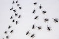 Ants on a white wall . close up