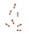 Ants on a white wall. macro