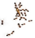 Ants on a white wall