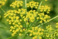 Ants on Wild Parsnip Flower