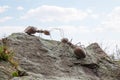 Ants of wood and metal in Kotka