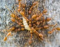 Ants work together to kill worm macro insect Royalty Free Stock Photo