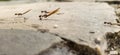 Ants workers carry seed to their nests