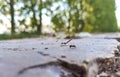 Ants workers carry seed to their nests