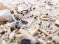 Ants workers working delivering things to their nest through a road