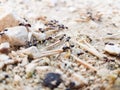 Ants workers working delivering things to their nest through a road