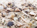 Ants workers working delivering things to their nest through a road