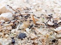 Ants workers working delivering things to their nest through a road