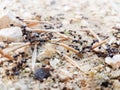 Ants workers working delivering things to their nest through a road