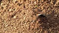 Ants working in the anthill.